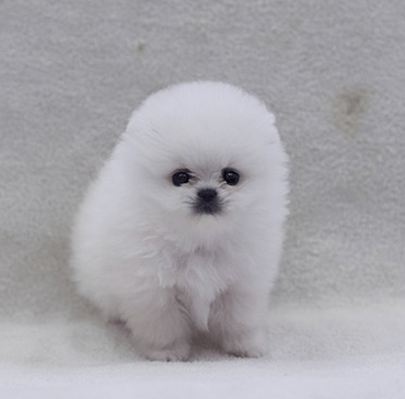 화이트 포메라니안