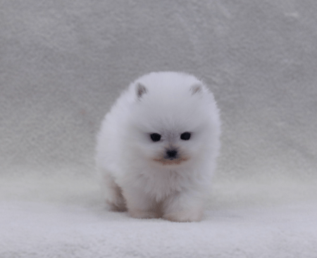 화이트 포메라니안