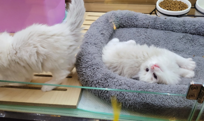 수원고양이분양