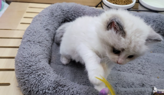 고양이분양후기