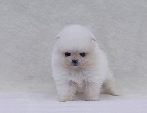 화이트 포메라니안