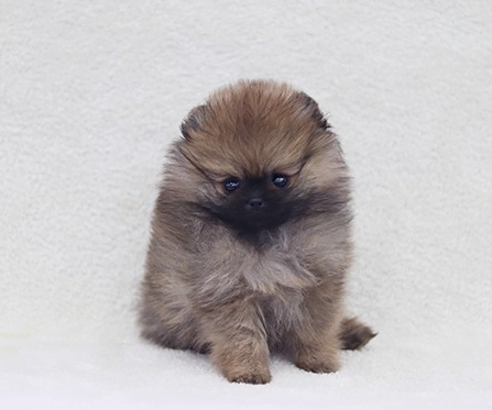 오렌지 세이블 포메라니안