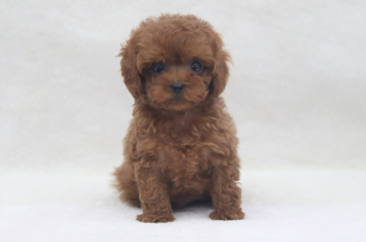 애프리 토이푸들