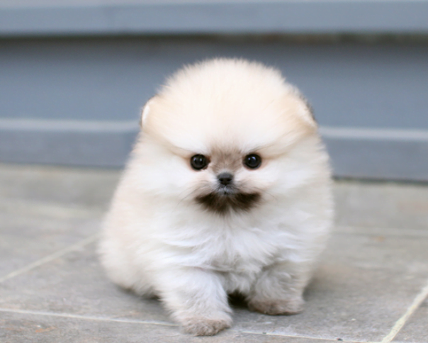 포메라니안 성격