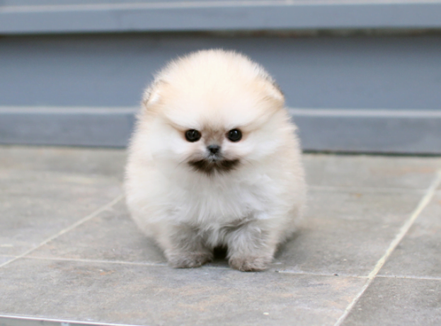 화이트 포메라니안