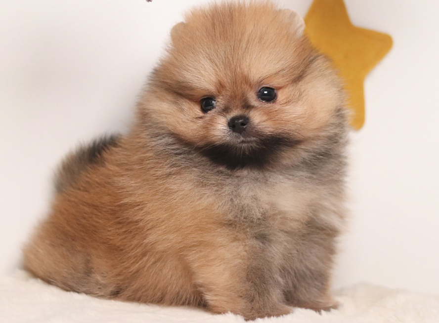 세이블 포메라니안