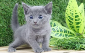 러시안블루 특징