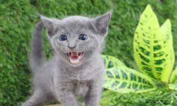 러시안블루 역사