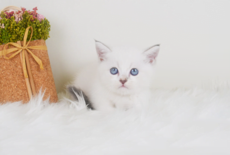 하얀 먼치킨고양이