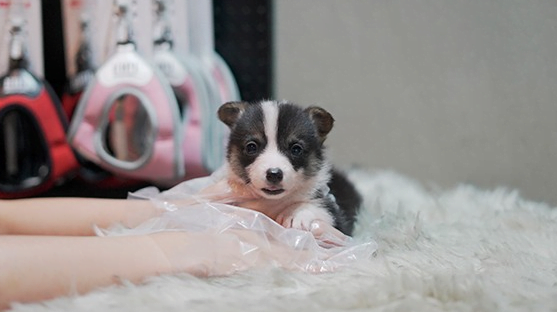 트리아칼라 웰시코기