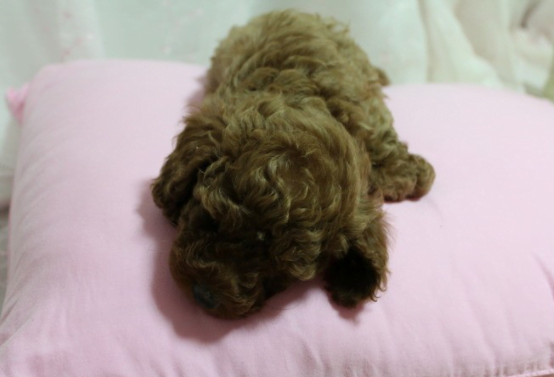 애프리푸들분양