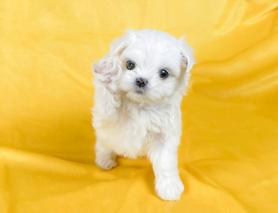 말티즈 분양가격