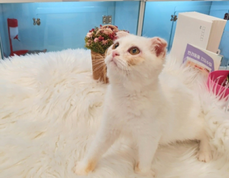 스코티쉬폴드 분양가격