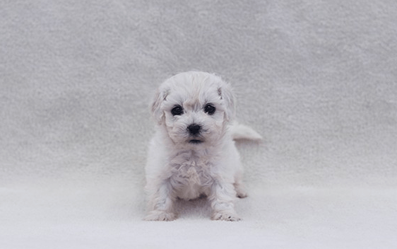 미니비숑 분양가격