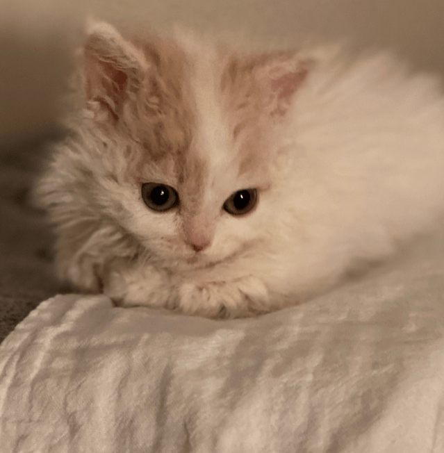 인천고양이분양