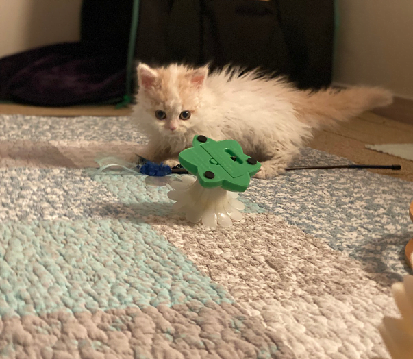 송도고양이분양