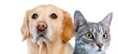 강아지입양 시 주의사항