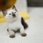 샴고양이 분양가격