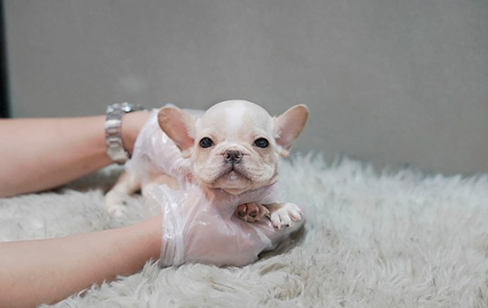 프렌치불독(크림)