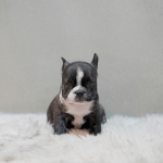 프렌치불독(브린들)