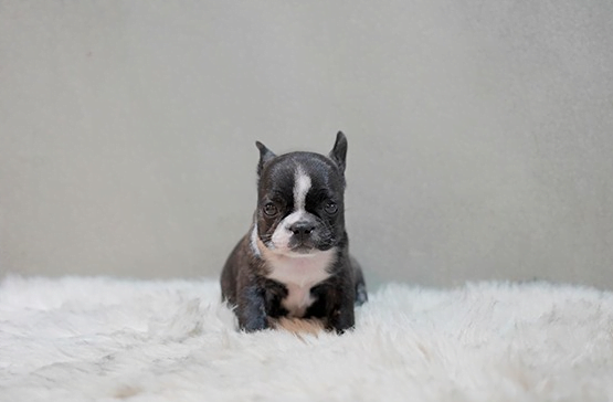 프렌치불독(브린들)