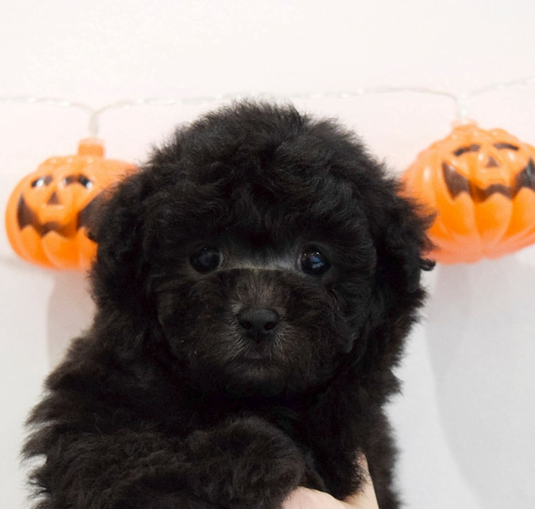 푸들(토이, 미니어쳐)분양 가격 및 성격과 특징