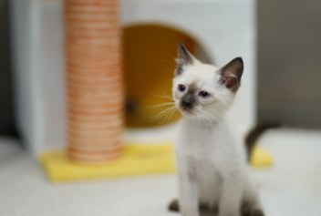 샴고양이 분양가격