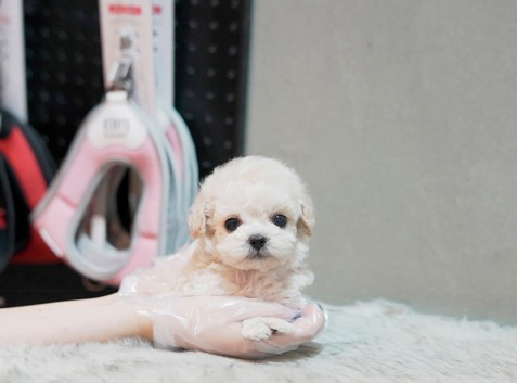 크림 토이푸들