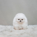 화이트포메라니안