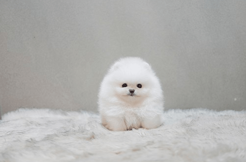 화이트포메라니안