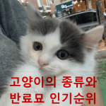 고양이 종류