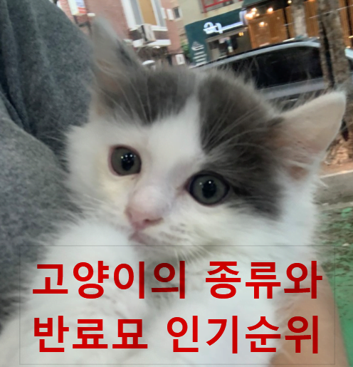 고양이 종류