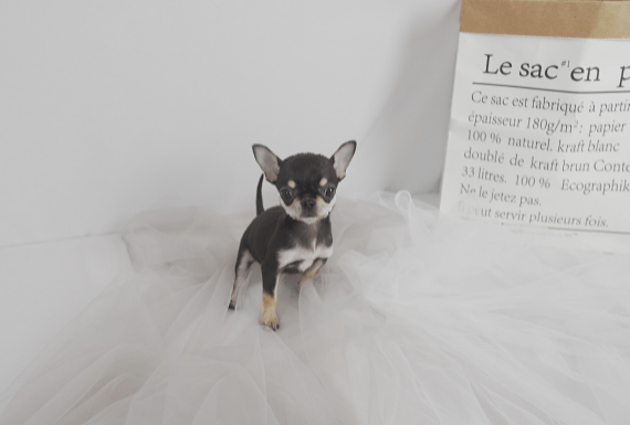 부산강아지분양