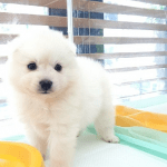 인천강아지분양