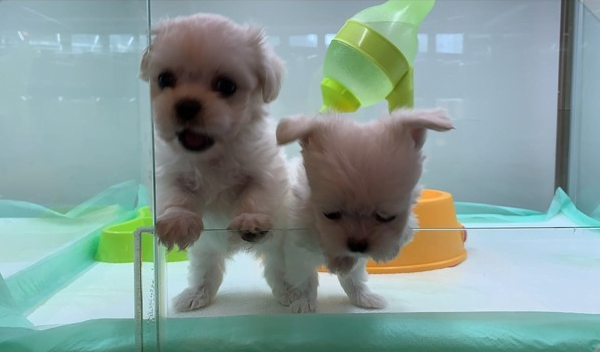 대구 강아지분양 미유펫