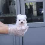 대구 강아지분양 미유펫