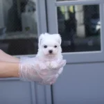 대구 강아지분양 미유펫