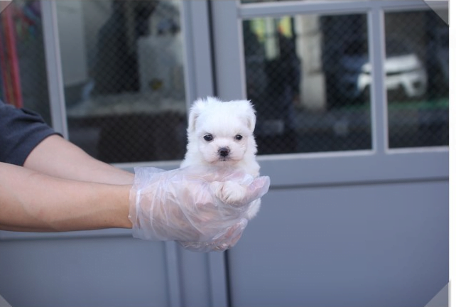 대구강아지분양