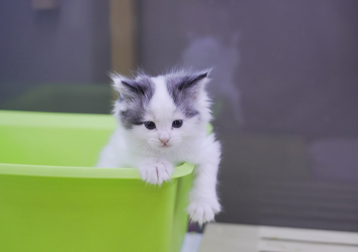 인천고양이분양