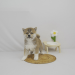 부산강아지분양