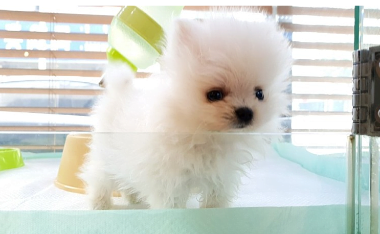 인천강아지분양