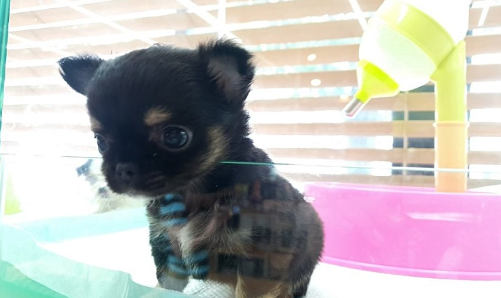 인천강아지입양