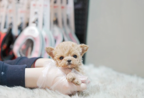 강아지 분양 시 건강상태