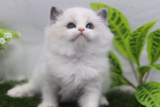 노르웨이숲 고양이