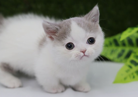 페르시안 고양이