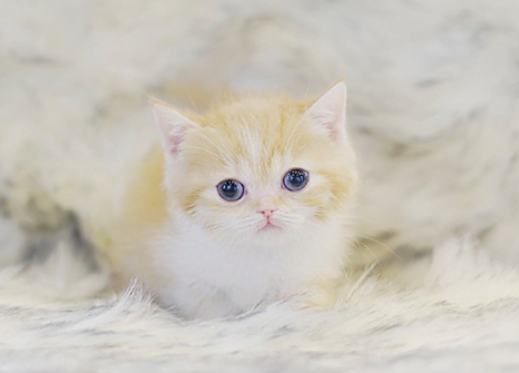 브리티쉬 숏헤어 유래와 역사