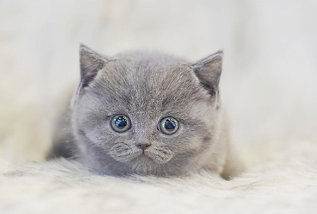 러시안블루와 똑 닮은 브리티쉬숏헤어