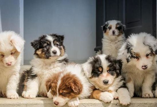 반려동물 책임감