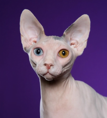 스핑크스고양이