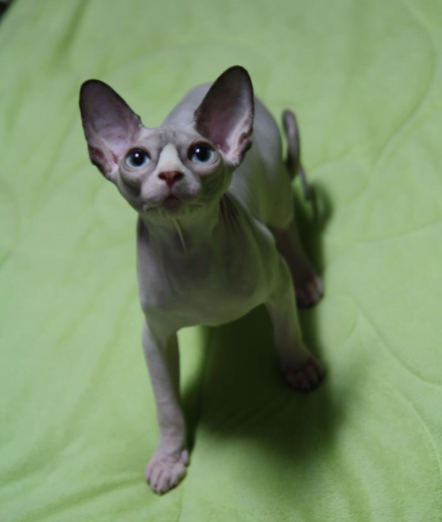 스핑크스고양이